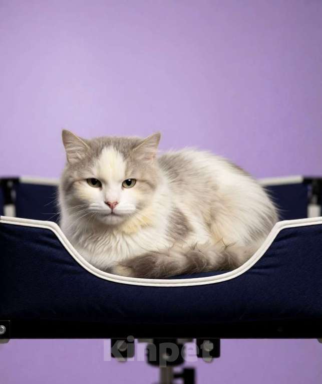 Кошки в Санкт-Петербурге: Котик на доживание Мальчик, Бесплатно - фото 1