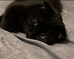 Кошки в Новосибирске: Черный, котик по кличкe Симба! Ему 1 год, 2 мeс. Очень ласковый ,к лотку приучен ,кушает всё Мальчик, 500 руб. - фото 1