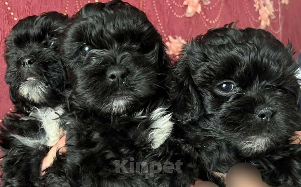 Собаки в других городах Курской области: Щенки  Девочка, 15 000 руб. - фото 2