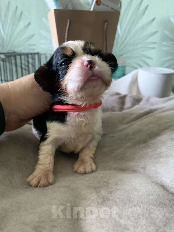 Собаки в Краснодаре: Девочки ККЧС ТРИКОЛОР Девочка, 70 000 руб. - фото 5