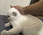 Кошки в Краснодаре: Поинт колор девочка Девочка, 6 000 руб. - фото 2
