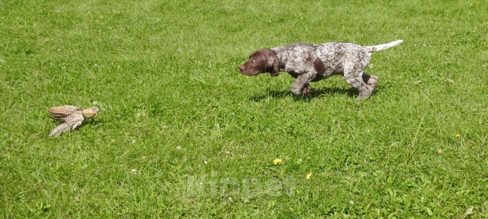 Собаки в Москве: Щенок немецкого курцхаара из питомника &amp;quot;Степь Широкая&amp;quot;в Москве Мальчик, 90 000 руб. - фото 4