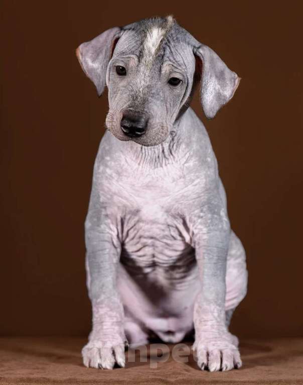 Собаки в Рыбинске: В продаже щенок ксолоитцкуинтли стандартного размера Девочка, 100 000 руб. - фото 3