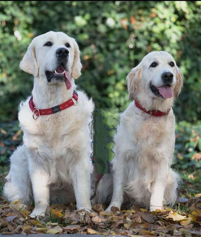 Собаки в Люберцах: Щенок Золотистого ретривера, мальчик Мальчик, 75 000 руб. - фото 2