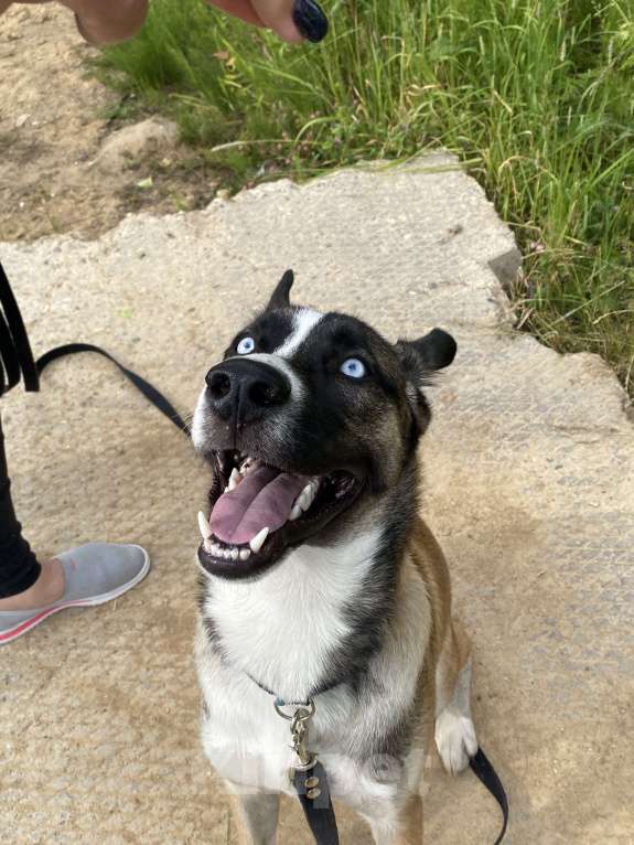 Собаки в Москве: Метис Лайки в добрые руки  Мальчик, Бесплатно - фото 4