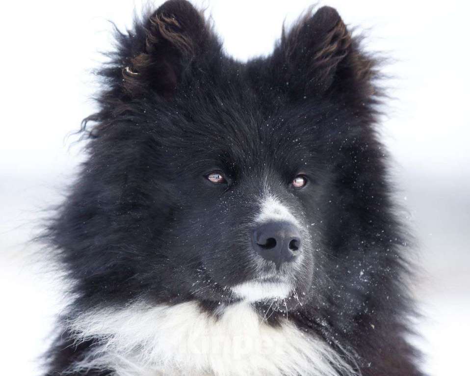 Собаки в Ногинске: Малыш - лохматое чудо в дар Мальчик, Бесплатно - фото 2