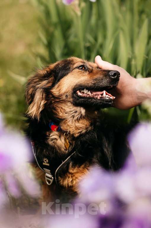 Собаки в Москве: Маленькая пушистая собачка Афелия в дар Девочка, 1 руб. - фото 9