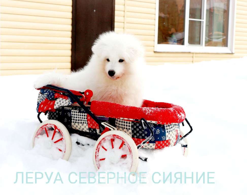 Собаки в Череповце: Щенок Самоедской Собаки, мальчик Мальчик, 70 000 руб. - фото 2