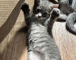 Кошки в Пензе: Отдам котенка в добрые руки🩵 Мальчик, Бесплатно - фото 2