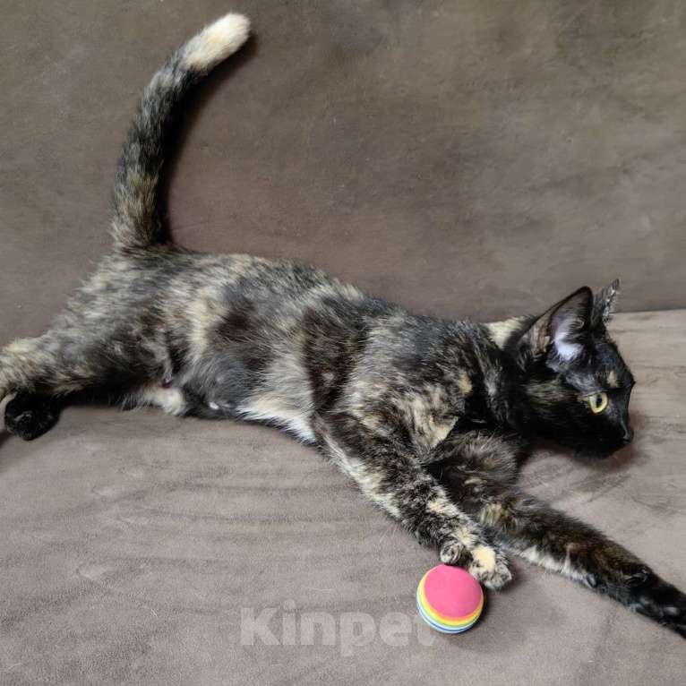 Кошки в Москве: Самая ласковая кошечка на свете ищет свою семью Девочка, Бесплатно - фото 5