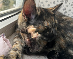 Кошки в Ростове-на-Дону: котенок в добрые руки Девочка, Бесплатно - фото 7