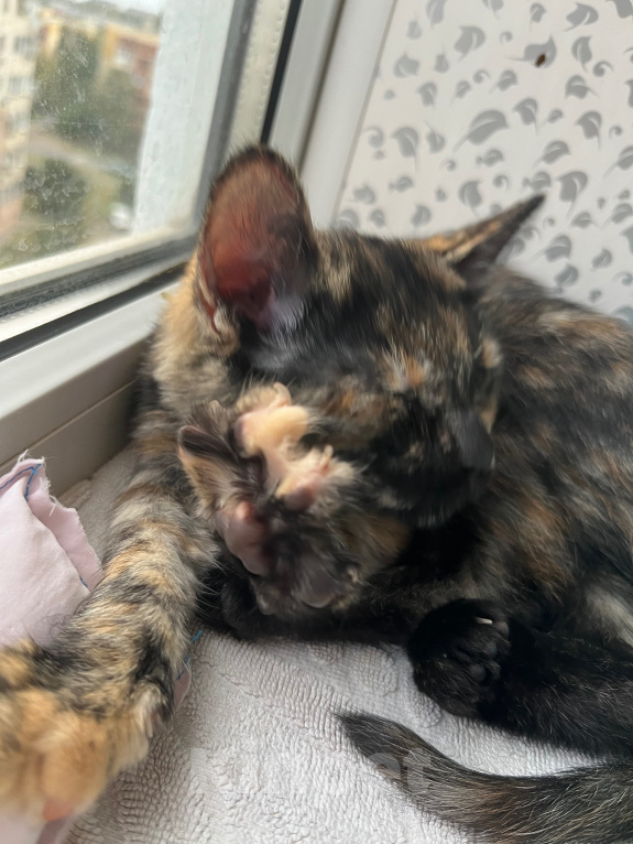 Кошки в Ростове-на-Дону: котенок в добрые руки Девочка, Бесплатно - фото 7