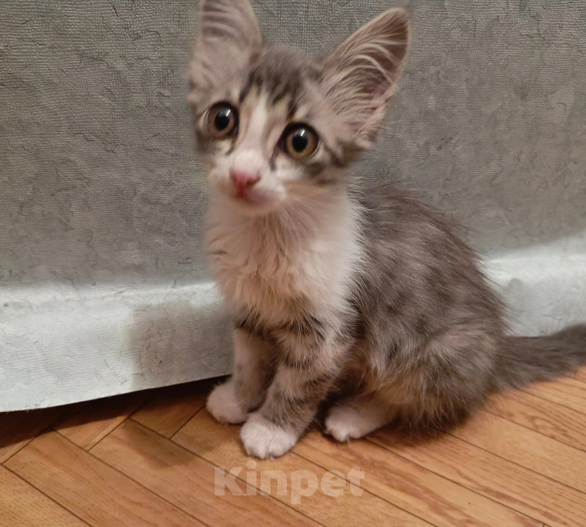 Кошки в Армавире: Заберите срочно котёнка Девочка, Бесплатно - фото 1