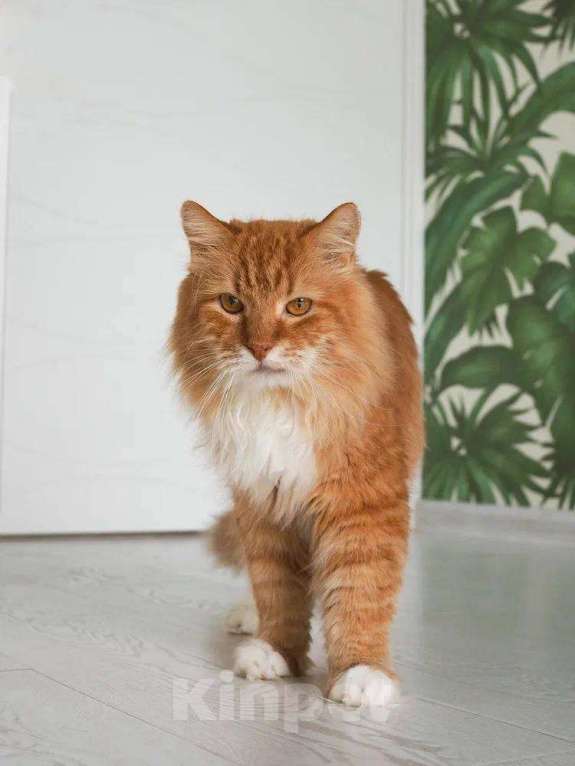 Кошки в Балашихе: Лайм Мальчик, Бесплатно - фото 1