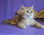 Кошки в Зеленограде: Прямоухий шотландец - Тигр Мальчик, 25 000 руб. - фото 3