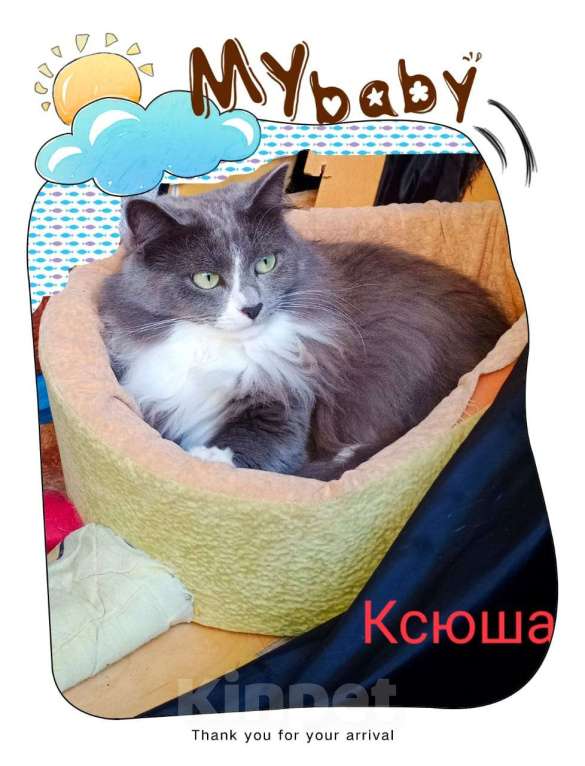 Кошки в Москве: Кошка Ксюша юбочка из плюша Девочка, Бесплатно - фото 3