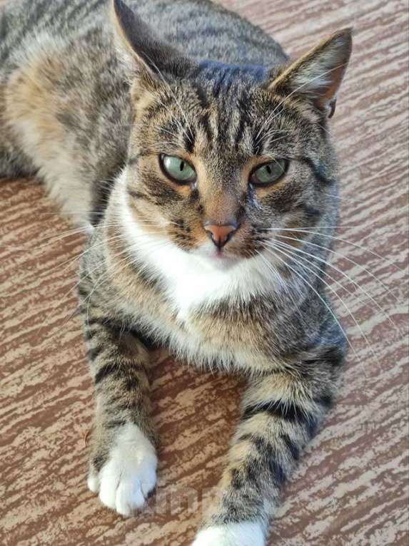 Кошки в Санкт-Петербурге: Кот Художник ищет дом и вдохновение Мальчик, 10 руб. - фото 5