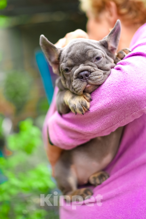 Собаки в Москве: Девочка лилово-подпалая , щенки французики  Девочка, 120 000 руб. - фото 2