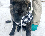 Собаки в Москве: шикарные щенки  овчар типа бесплатно Мальчик, Бесплатно - фото 3