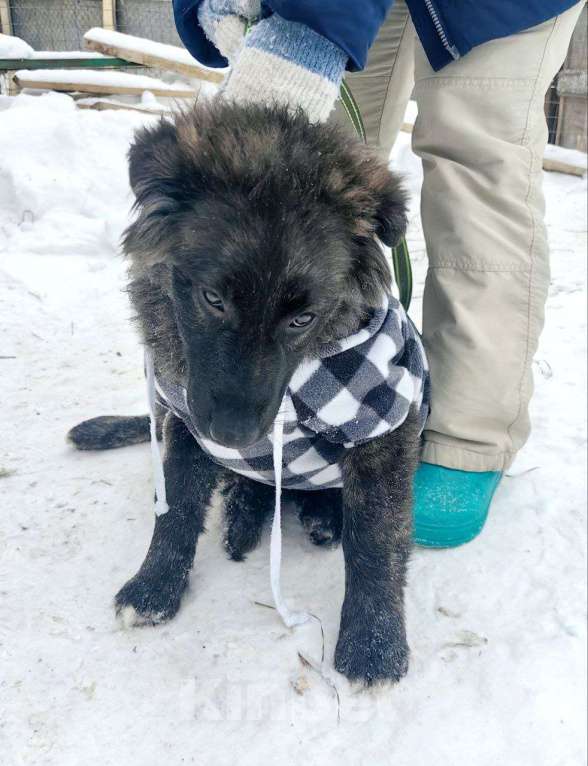 Собаки в Москве: шикарные щенки  овчар типа бесплатно Мальчик, Бесплатно - фото 3