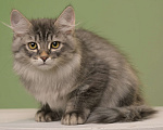 Кошки в Североморске: Сибирский  котенок из питомника  Мальчик, Бесплатно - фото 1