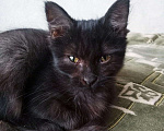 Кошки в Колпашево: Маленький котенок отдается в добрые и ответственны, Бесплатно - фото 3