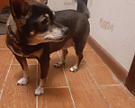 Собаки в Тюмени: пропала собака Девочка, 5 000 руб. - фото 1