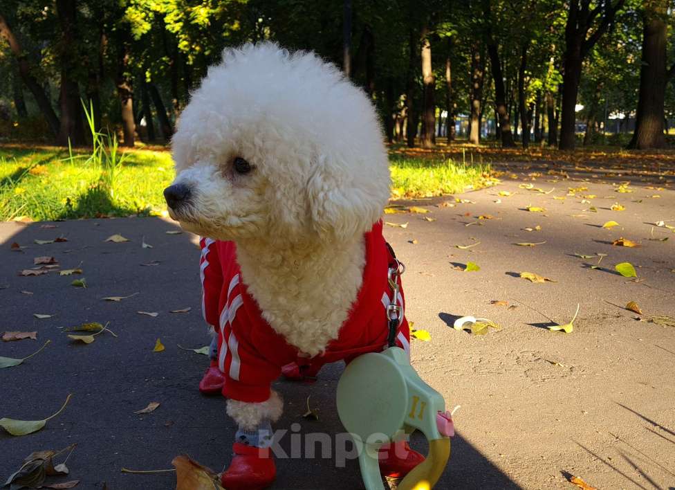 Собаки в Москве: Щенок Бишон фризе Мальчик, 50 000 руб. - фото 1