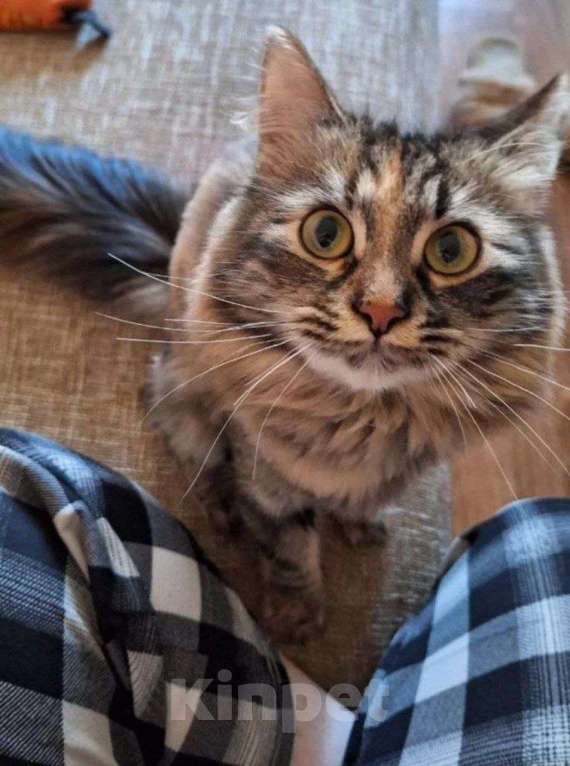 Кошки в Липецке: Пушистая - Роза) Девочка, Бесплатно - фото 2