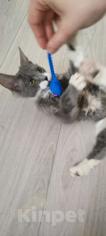 Кошки в Екатеринбурге: Котёнок донской сфинкс  Мальчик, Бесплатно - фото 3