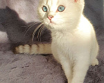 Кошки в Москве: Чистокровный белоснежный британский кот! Окрас ns 21 33  Мальчик, 40 000 руб. - фото 2