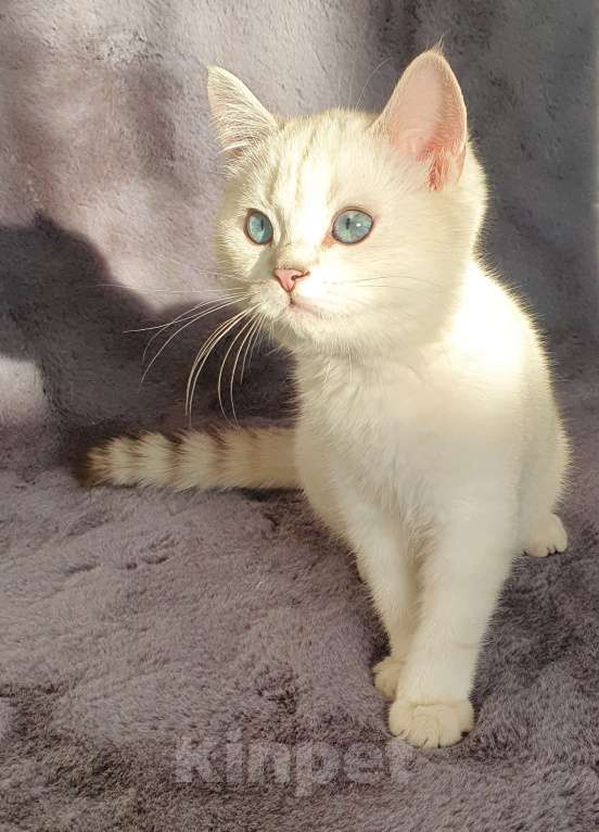 Кошки в Москве: Чистокровный белоснежный британский кот! Окрас ns 21 33  Мальчик, 40 000 руб. - фото 2