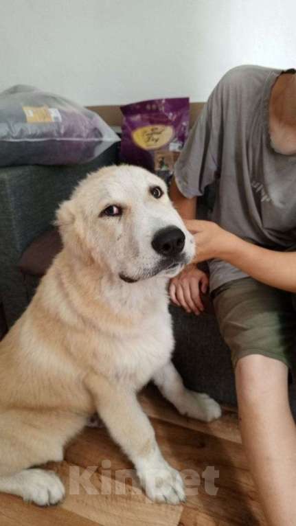 Собаки в Лиски: Красивые щенки Мальчик, Бесплатно - фото 3