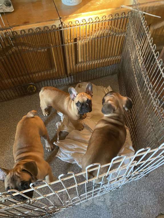 Собаки в Санкт-Петербурге: Шикарный мальчишка рыжего окраса  Мальчик, 45 000 руб. - фото 4