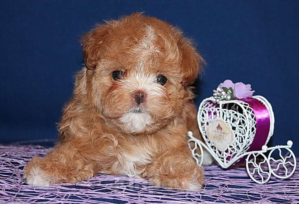 Собаки в Москве: Щенок Мальтипу - небольшая девочка. Девочка, 120 000 руб. - фото 6