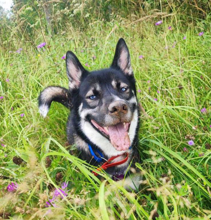 Собаки в Москве: Хозяева выкинули Джуну к остановке Девочка, Бесплатно - фото 2