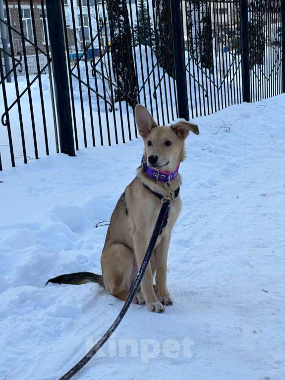 Собаки в Уфе: Щенок Девочка, 300 руб. - фото 7