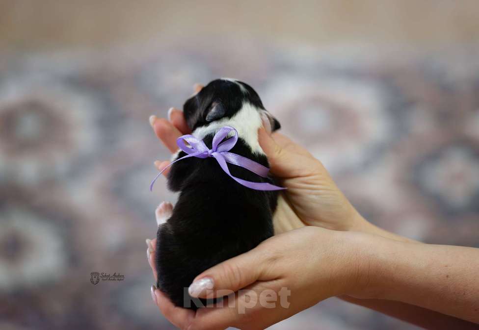 Собаки в Москве: Австралийская овчарка, аусси Девочка, Бесплатно - фото 2