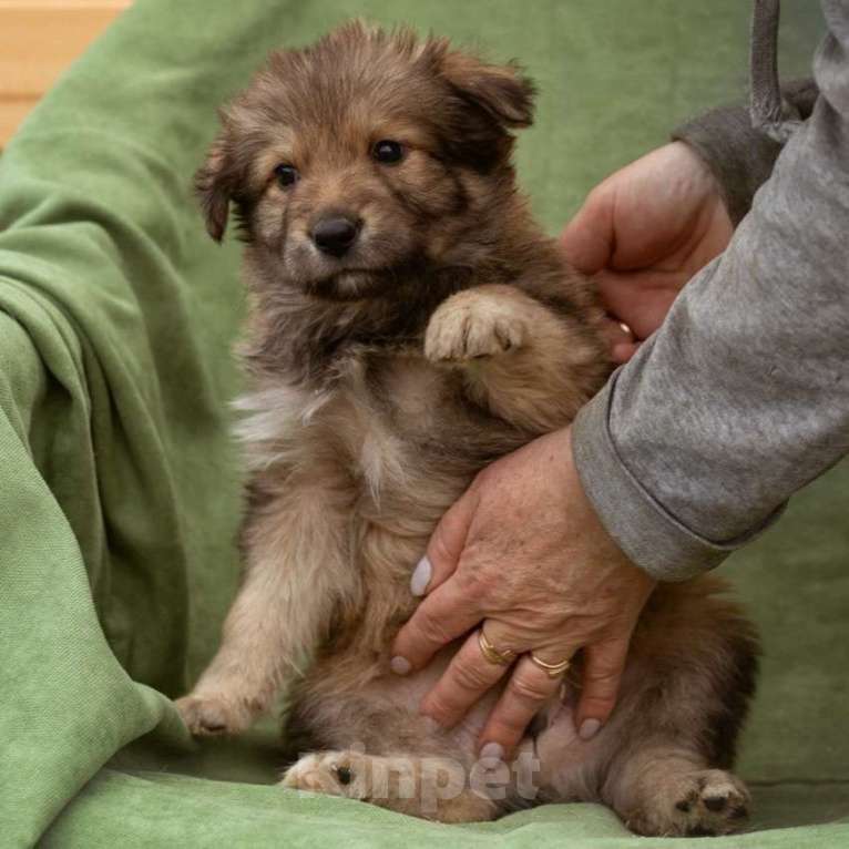 Собаки в Лобне: щенок Тедди ищет семью Мальчик, Бесплатно - фото 2
