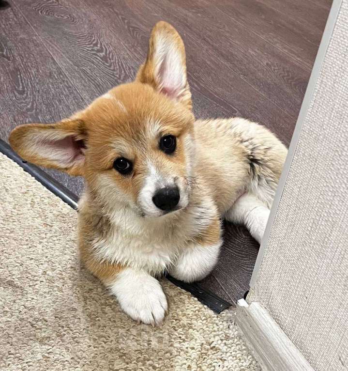 Собаки в Цимлянске: Вельш Корги Пемброк от лучшего питомника Юга-России! Мальчик, Бесплатно - фото 2