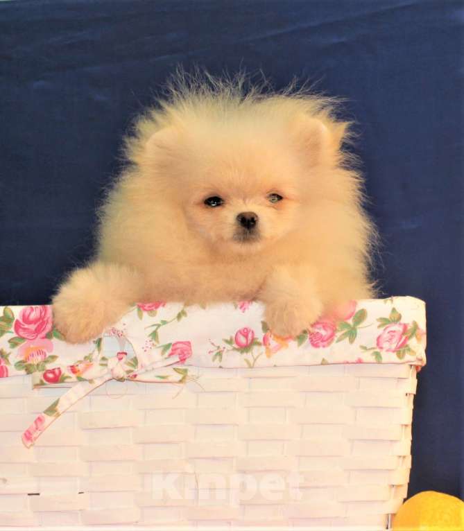 Собаки в Москве: померанский шпиц микро мапьчик Мальчик, 20 000 руб. - фото 6