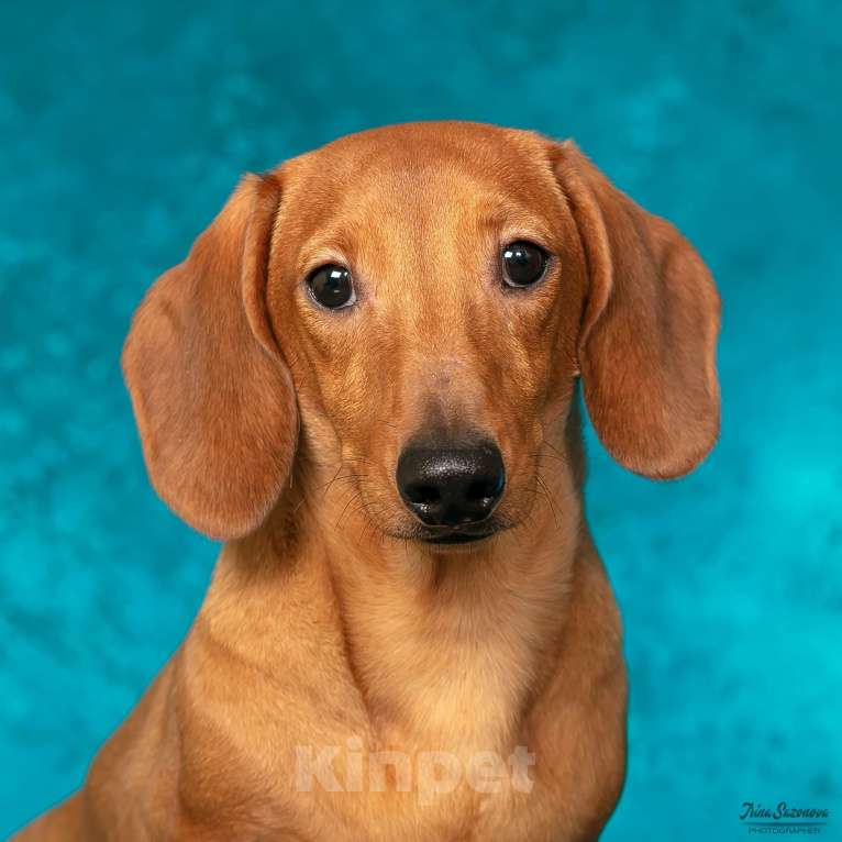 Собаки в Королеве: Породные щенки ТАКСЫ UCI. МАЛЬЧИКИ Мальчик, 55 000 руб. - фото 8