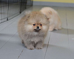 Собаки в Подольске: Шпиц щенок оранж Мальчик, Бесплатно - фото 1
