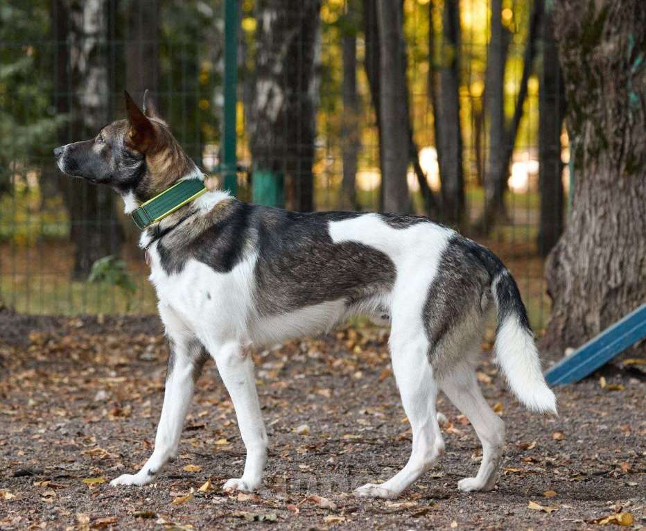 Собаки в Москве: Пристраивается собака в хорошие руки  Мальчик, Бесплатно - фото 3