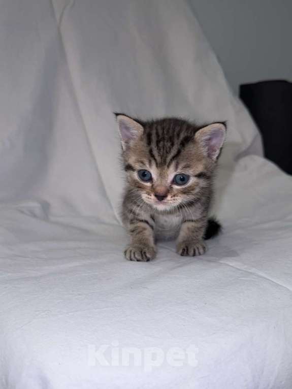 Кошки в Москве: Продаю шотландского прямоухого котенка Мальчик, 15 000 руб. - фото 1