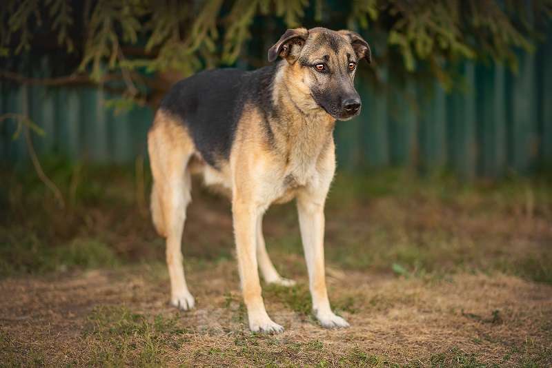 Собаки в Москве: Грей Мальчик, Бесплатно - фото 3