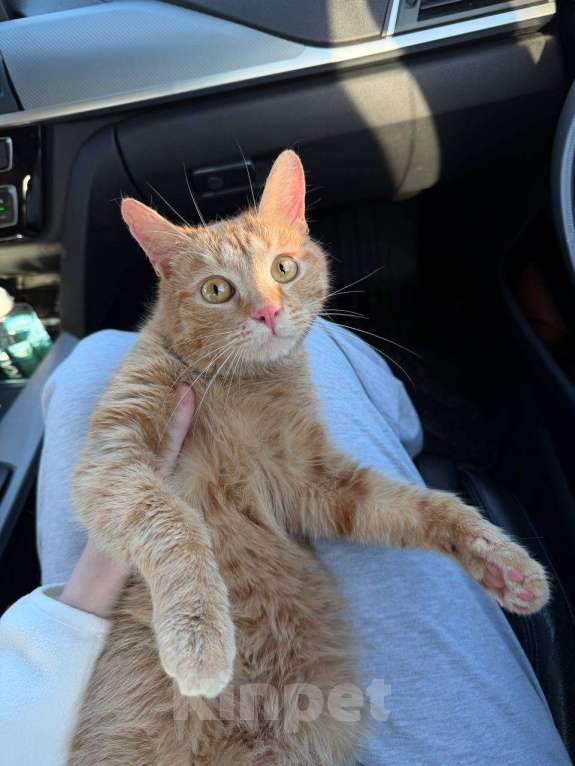 Кошки в Москве: Рыжий-рыжий Мальчик, Бесплатно - фото 1