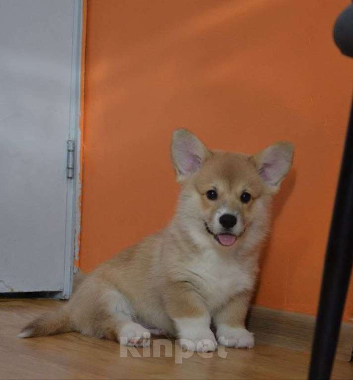 Собаки в Санкт-Петербурге: Красавчик мальчик Мальчик, 55 000 руб. - фото 3