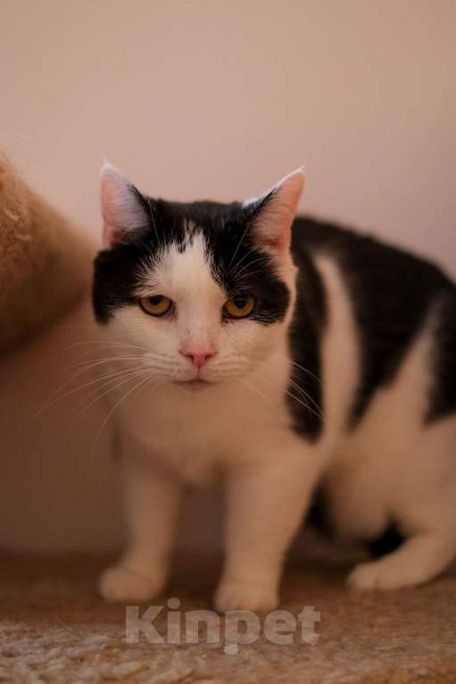 Кошки в Санкт-Петербурге: Марфа Сергеевна из приюта в добрые руки Девочка, Бесплатно - фото 9