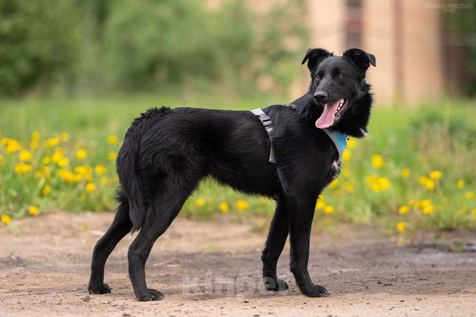 Собаки в Москве: Оникс - отгоняет от себя весь негатив Мальчик, Бесплатно - фото 7